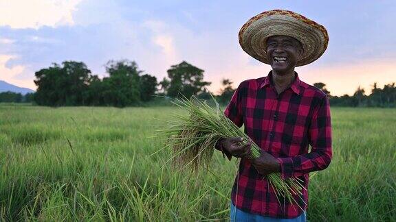 4K视频显示亚洲老农微笑着站在稻田里