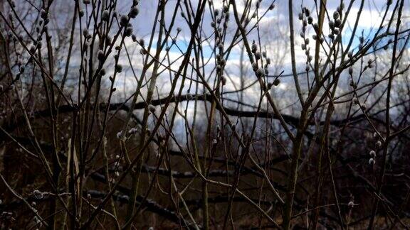 春天的风景柳枝在风中摇曳树枝上长着松软的柳芽风吹动树枝春天多云的一天