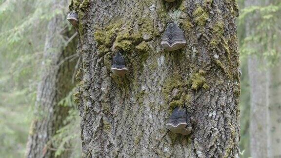 近距离观察爱沙尼亚树皮上的蘑菇