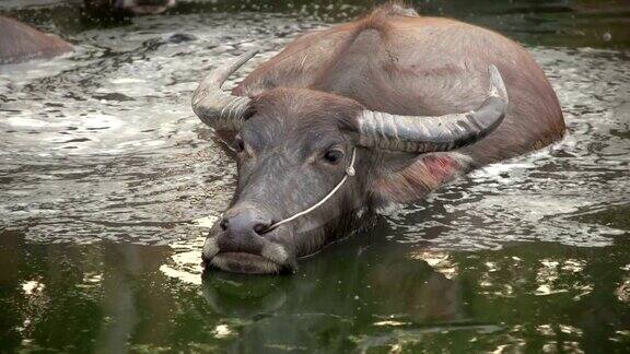 水牛正在池塘里泡水