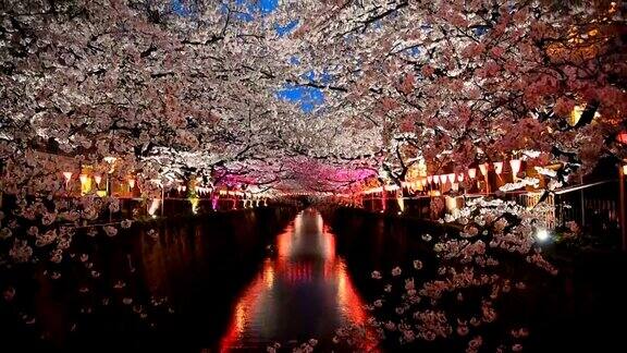 在目黑河点亮樱花樱花