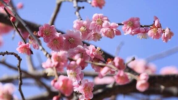 可爱的梅花在三月的风中摇曳