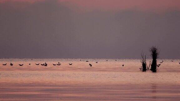 日落与海鸟泥滩北海