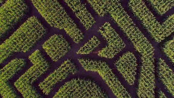 宾夕法尼亚州波科诺斯地区巨大的万圣节玉米迷宫无人机视频正上方