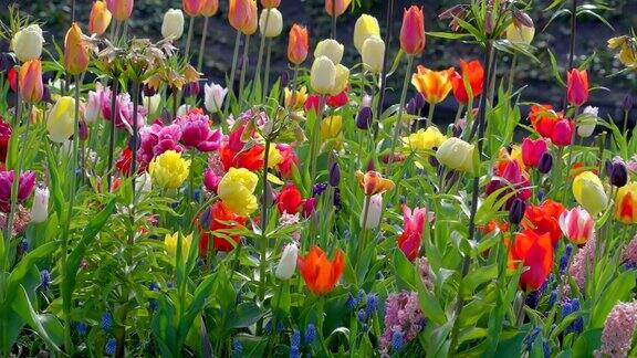 在阳光明媚的日子里花园里有许多五颜六色的花