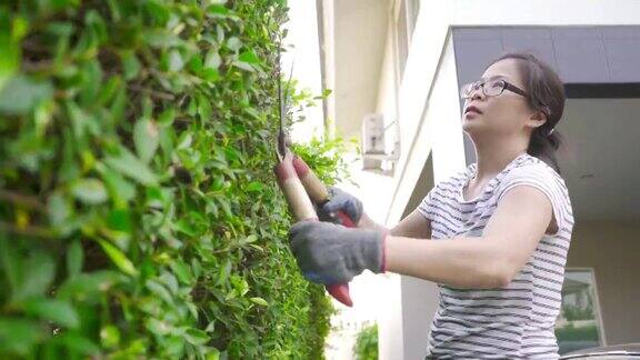 在自家前院修剪花园树篱的妇女
