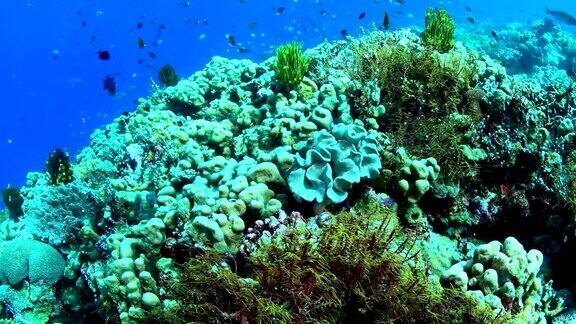 丰富的珊瑚礁和海洋生物在Wakatobi国家公园印度尼西亚