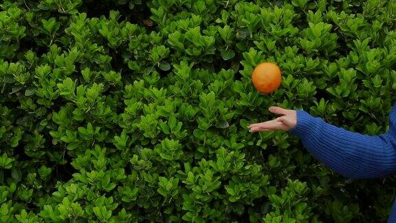 一个匿名年轻女子的手拿着有机橙子