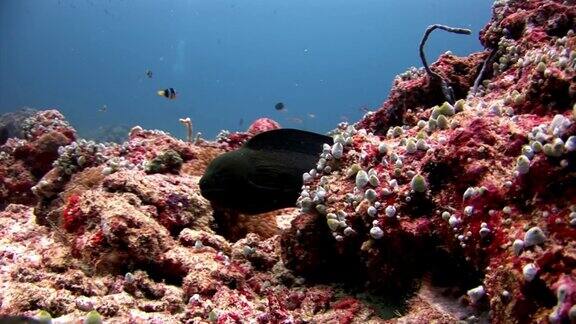 海鳗、海葵和小丑鱼在海底