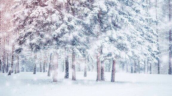 美丽的被雪覆盖的树木在冬天下雪时在森林中云杉