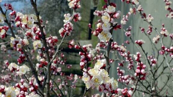 垂直视频-树枝与美丽的白色杏花在树上以杏花为背景的自然景色植物开花盛开的背景