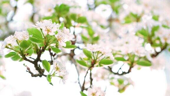 大自然中的花朵