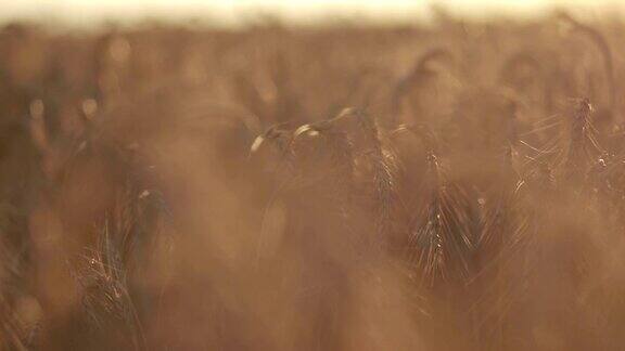 夕阳下成熟的金色小麦穗
