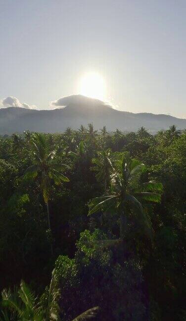 垂直视频4k阳光明媚的热带森林、棕榈树山、阳光明媚的天堂