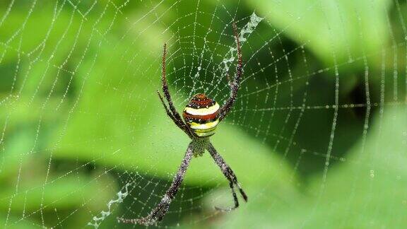 热带雨林中蜘蛛网上的蜘蛛