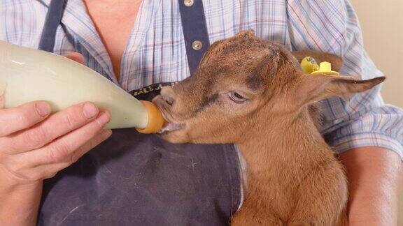 农夫用奶瓶喂怀里山羊喝牛奶