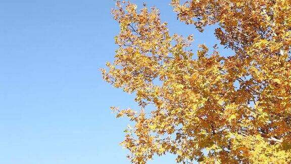 秋天梧桐树的叶子在蓝天上