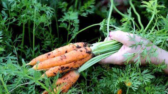 女人的手把胡萝卜从地里拔出来捆成一捆生态有机产品概念