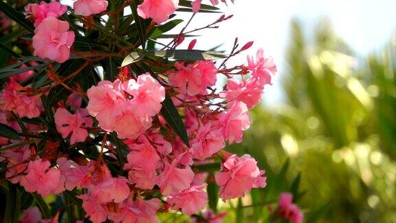 粉红色夹竹桃的开花灌木