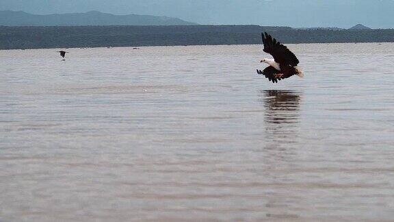 非洲鱼鹰大比目鱼飞行中的成年鱼爪子鱼在巴林戈湖钓鱼肯尼亚4K慢镜头