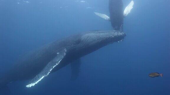 座头鲸母亲和幼崽在太平洋水下