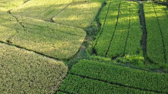 空中拍摄农业在稻田