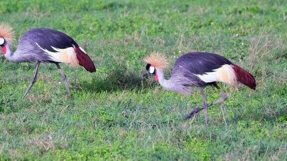 在恩戈罗恩戈罗国家保护区的非洲大草原上两只鸟灰冠鹤正在吃各种植物的部分、种子、昆虫和蜥蜴