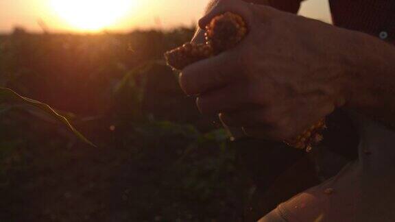 日落时分农民在田里剥玉米皮