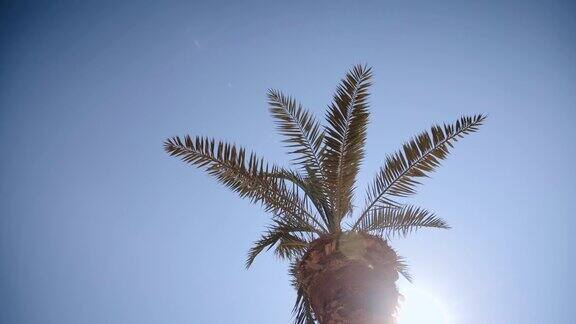 阳光明媚的日子里棕榈树的低角度镜头棕榈树映衬着清澈的蓝天热带地区椰子树在风中摇曳阳光透过棕榈叶渗出