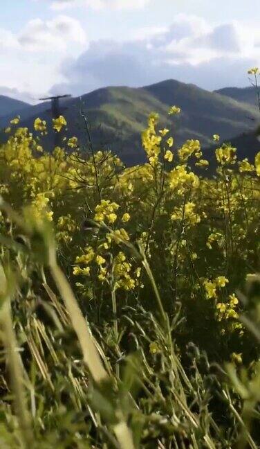 山上的油菜花田