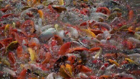 花式鲤鱼锦鲤游在众多的颜色
