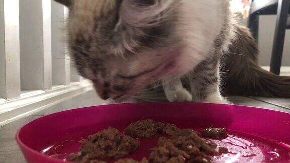 猫正在盘子里吃宠物食品