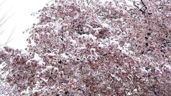 樱花在雪中盛开