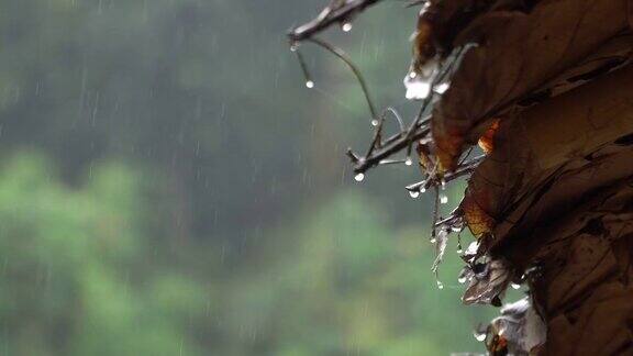 雨从叶顶落下