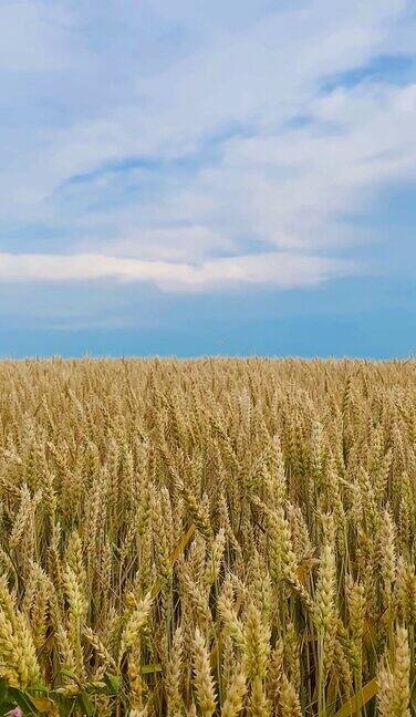 田野里金黄的麦穗背景是一片蓝天