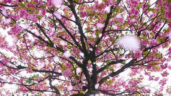 樱桃树上飘落的花瓣慢镜头