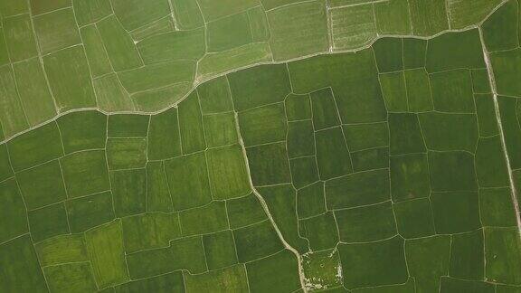 亚洲稻田俯视图无人机拍摄的稻田空中景观农业和粮食工业农业和农业概念自然景观俯视图