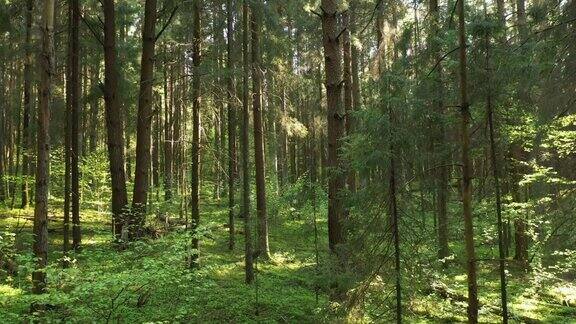 阳光下的树林