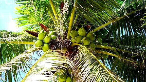 蓝天背景下的椰子树