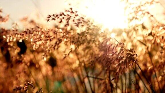 太阳落山的傍晚小草被风吹散