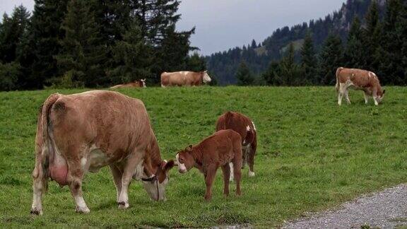 一头奶牛和一头小牛在吃草