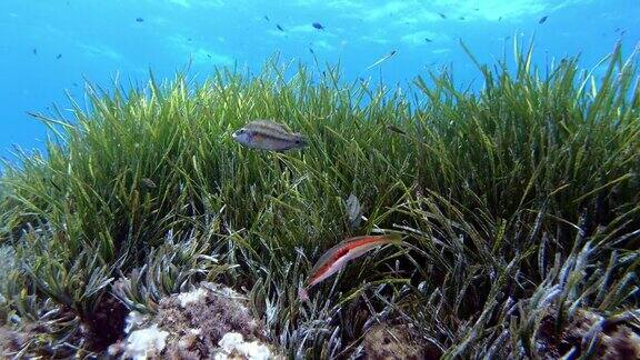 水下场景-波西多尼亚海底的暗礁鱼类