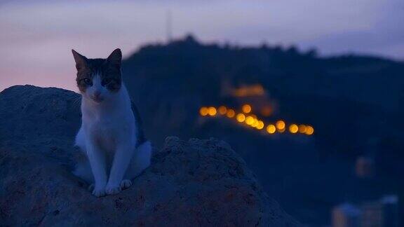 晚上猫坐在一块大石头上四处张望