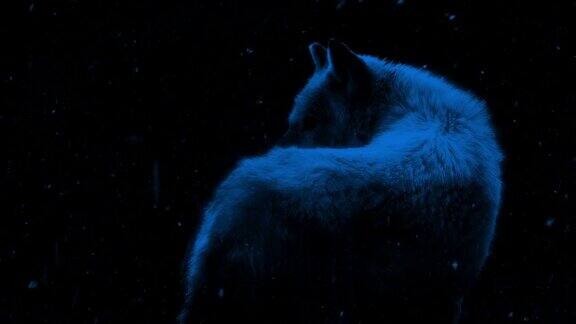 狼在下雪的夜晚