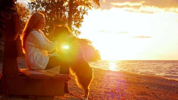 人与狗的友谊澳大利亚牧羊犬舔脸忠实女主人在公园的长椅上在夕阳下