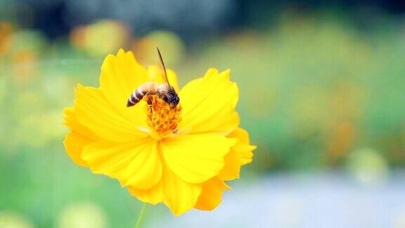 慢镜头:蜜蜂在黄花上采集花粉