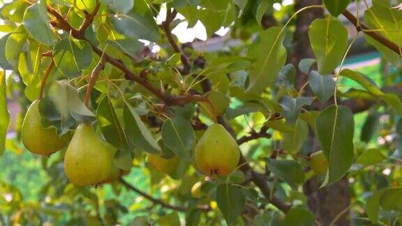 成熟的梨子挂在树上