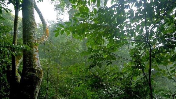 热带雨林中的热带雨