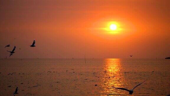 日落时分海鸥飞过海面