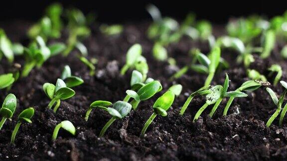 植物种子发芽生长成幼苗过程